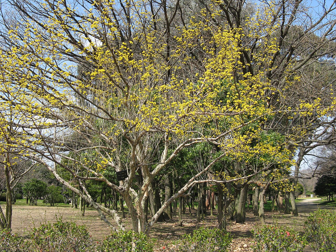 Cornus officinalis, Japanese cornelian cherry — spreading deciduous (Cornaceae) (image 5 of 10)