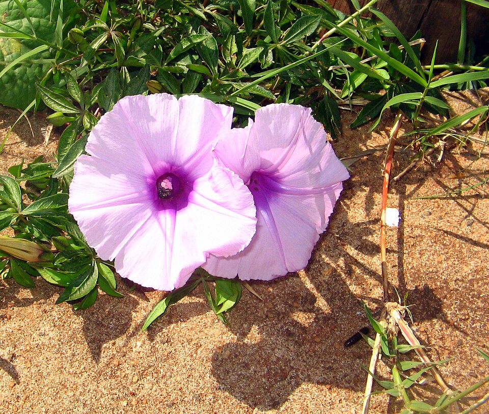 Ipomoea cairica (Mile-a-minute vine)