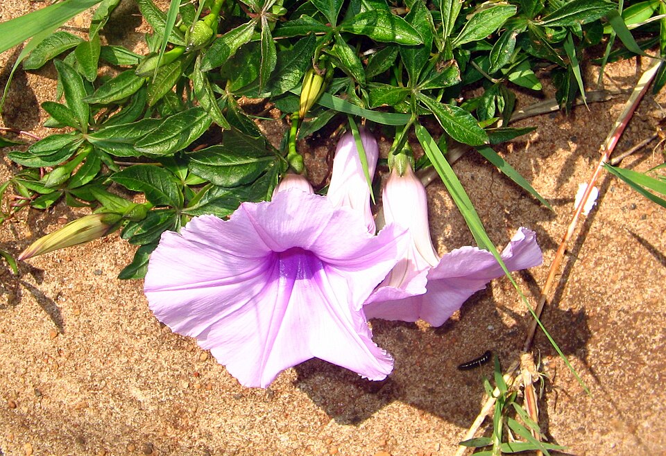 Ipomoea cairica (Mile-a-minute vine)