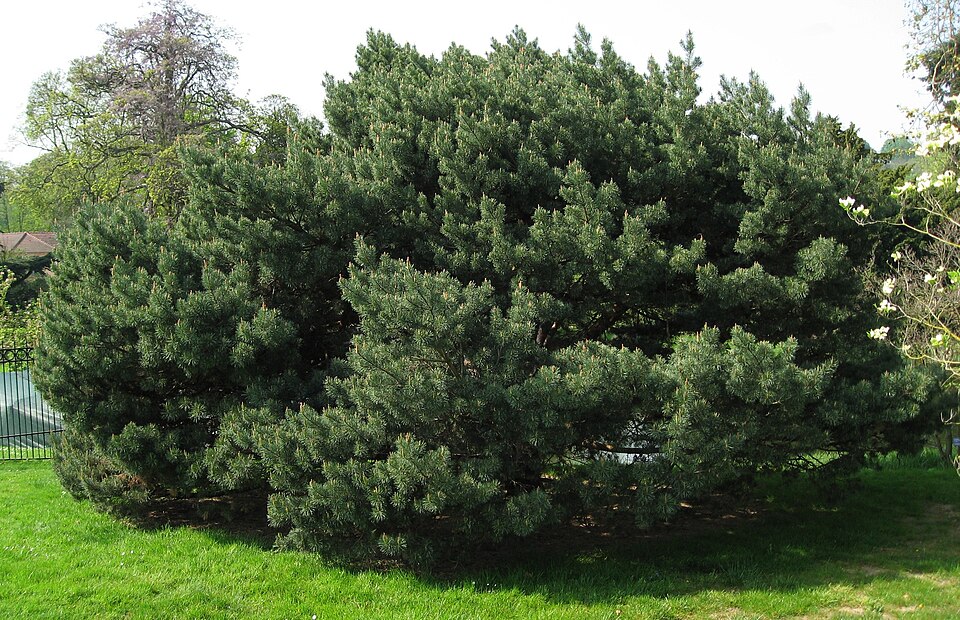 Pinus sylvestris 'Watereri' (Waterer Scots Pine) (alternate view 3)