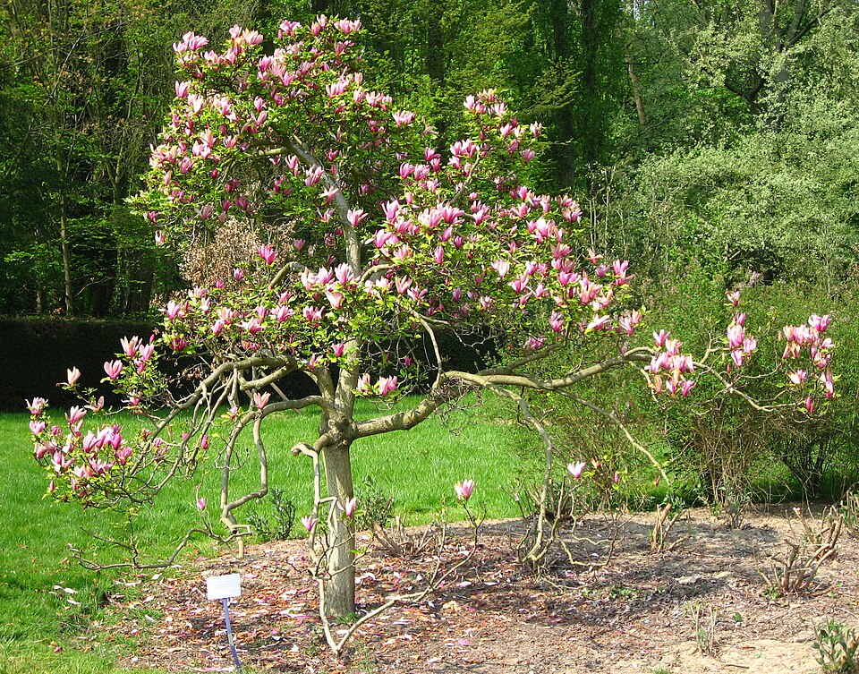 Magnolia liliiflora 'Nigra' (Black Lily Magnolia) (alternate view 2)