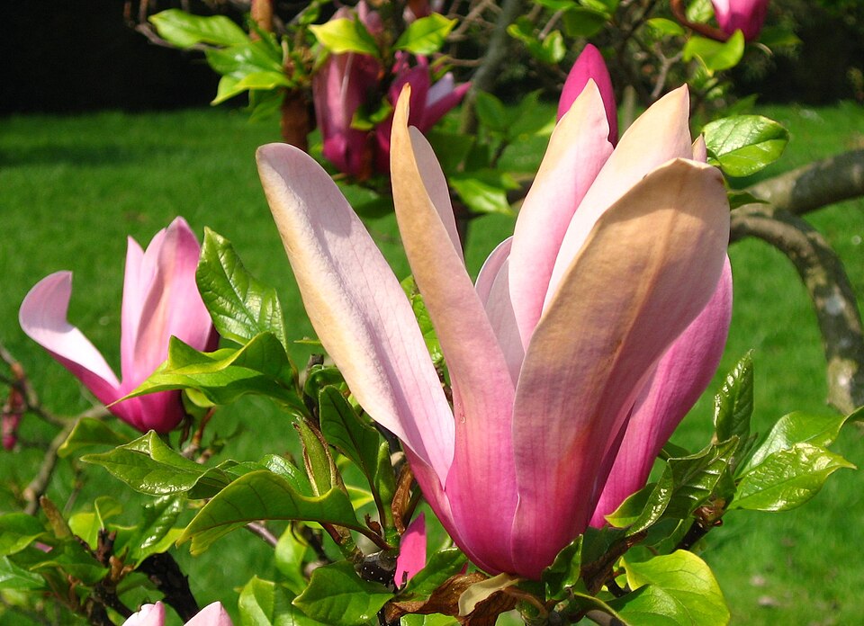 Magnolia liliiflora 'Nigra' (Black Lily Magnolia) (alternate view 3)