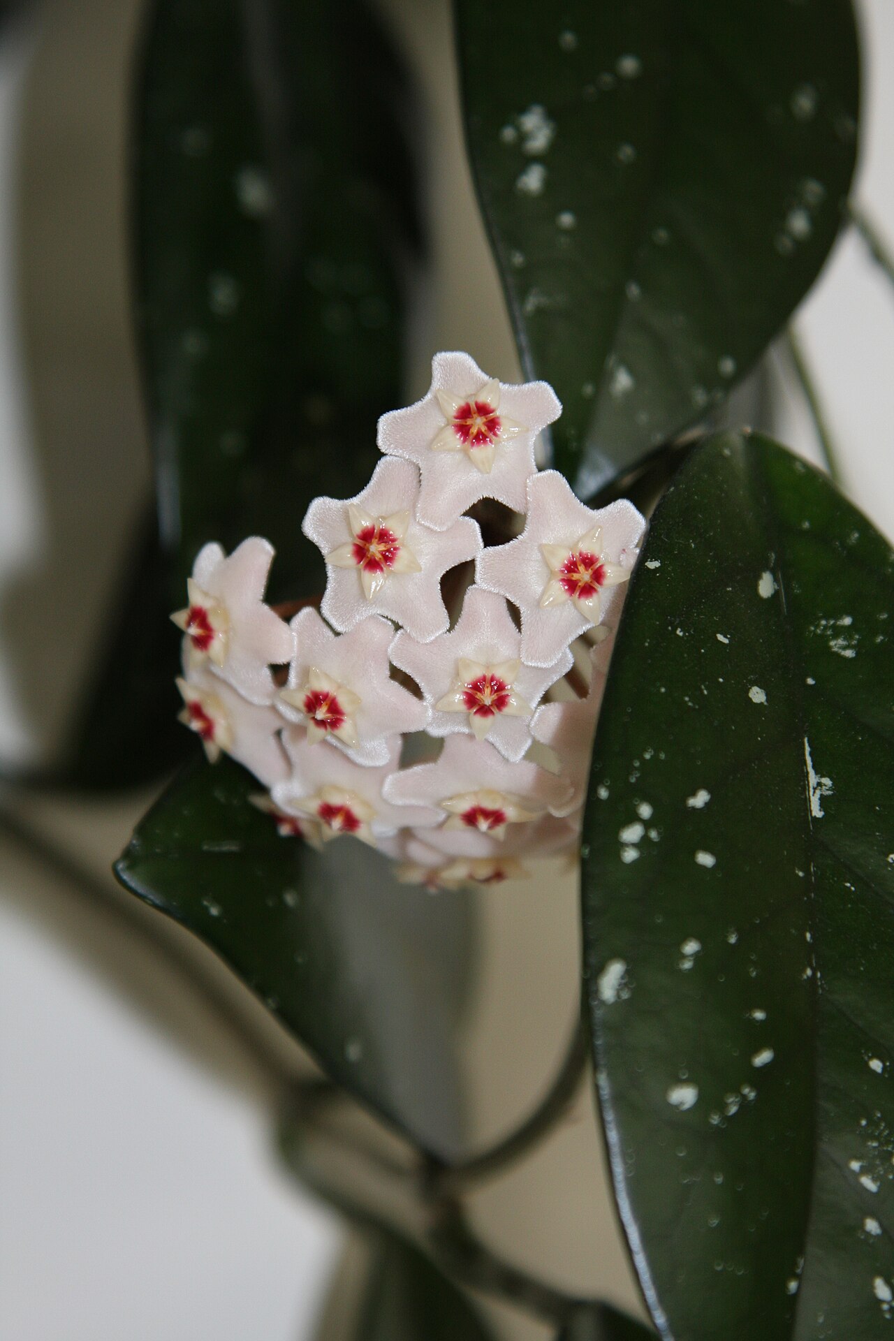 Hoya carnosa, Wax plant — climbing evergreen (Apocynaceae) (image 7 of 9)