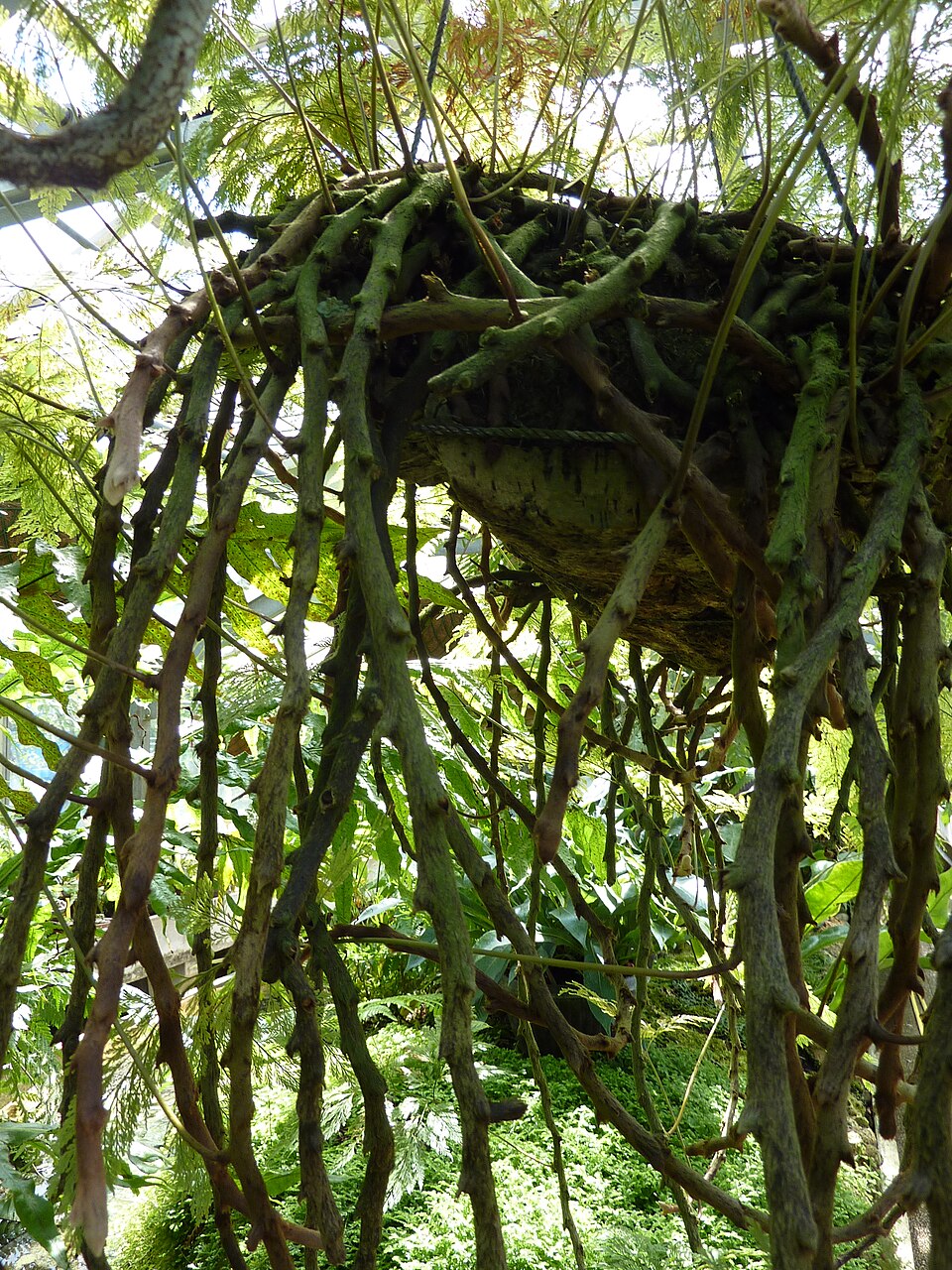 Davallia (rabbit's foot ferns)