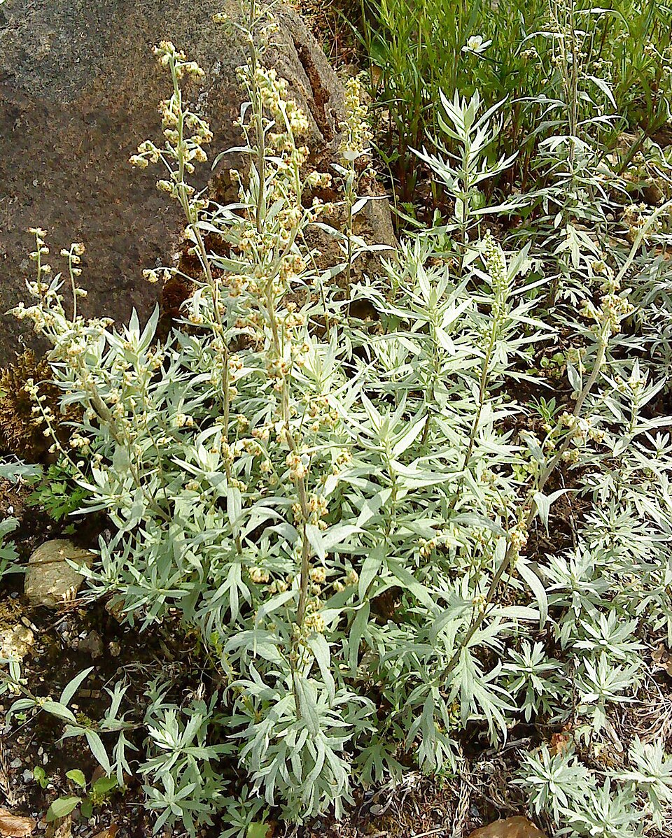 Artemisia douglasiana (California mugwort) (alternate view 4)
