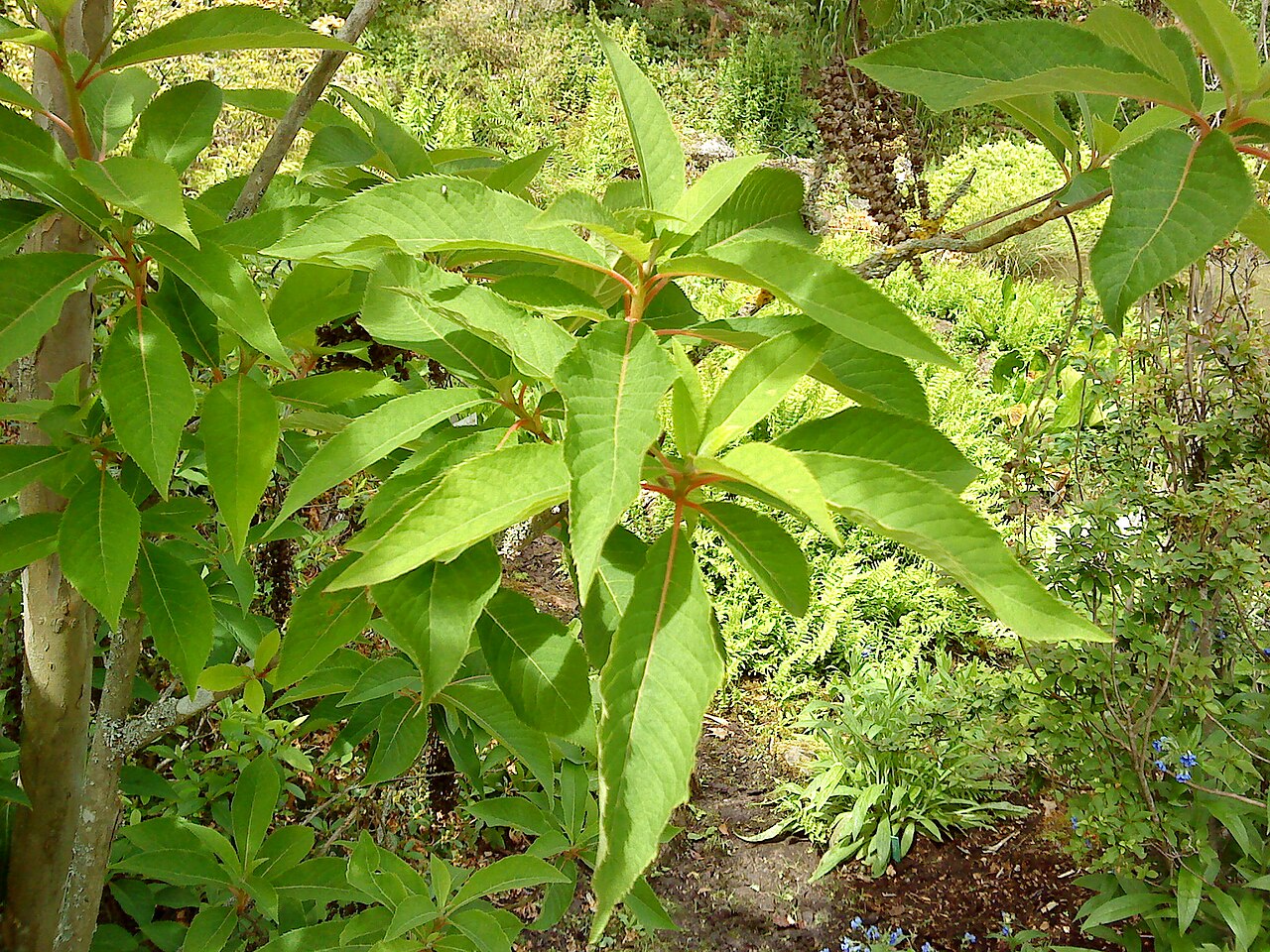 Clethra barbinervis, Japanese clethra — upright deciduous (Clethraceae) (image 8 of 10)
