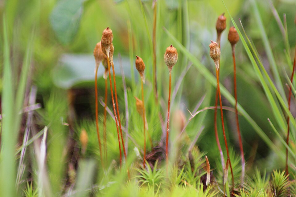 Polytrichum juniperinum (juniper haircap moss)