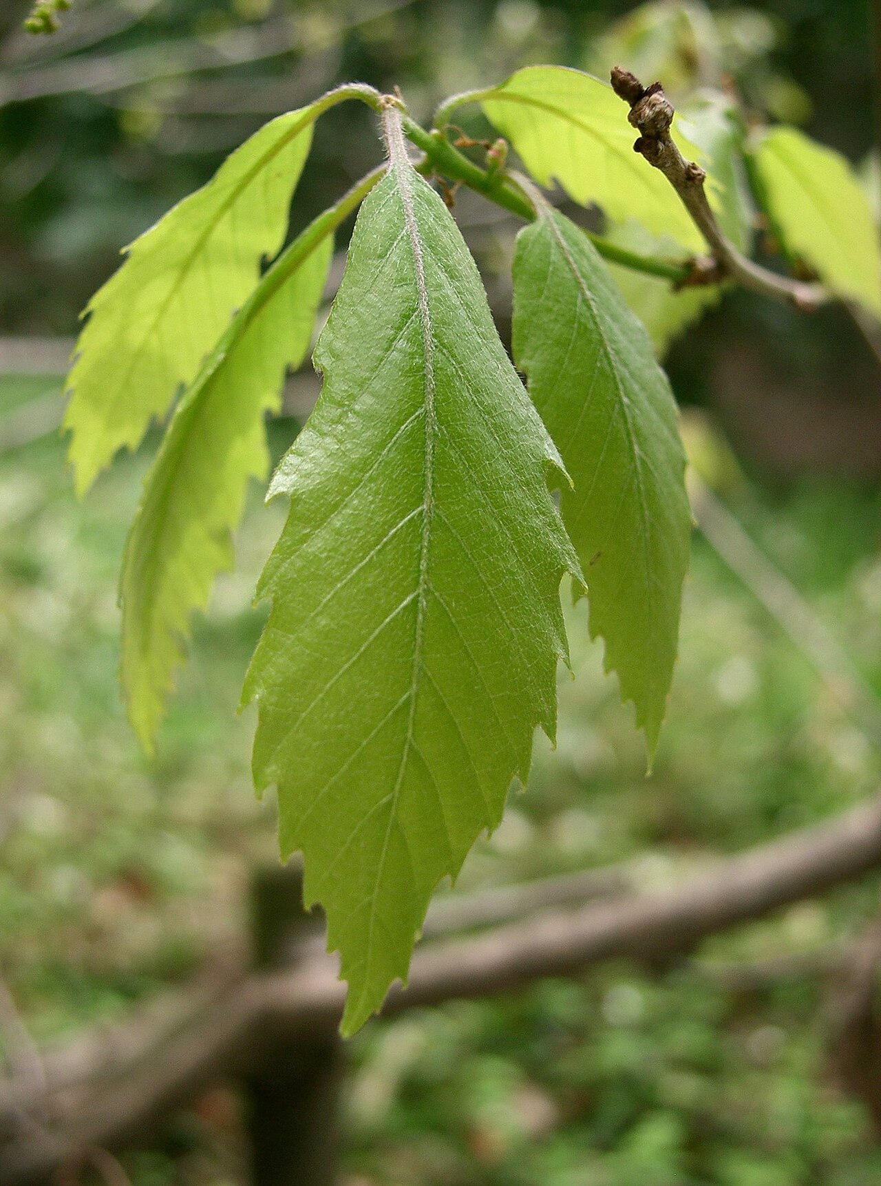 Quercus serrata, Konara oak — spreading deciduous (Fagaceae) (image 3 of 10)