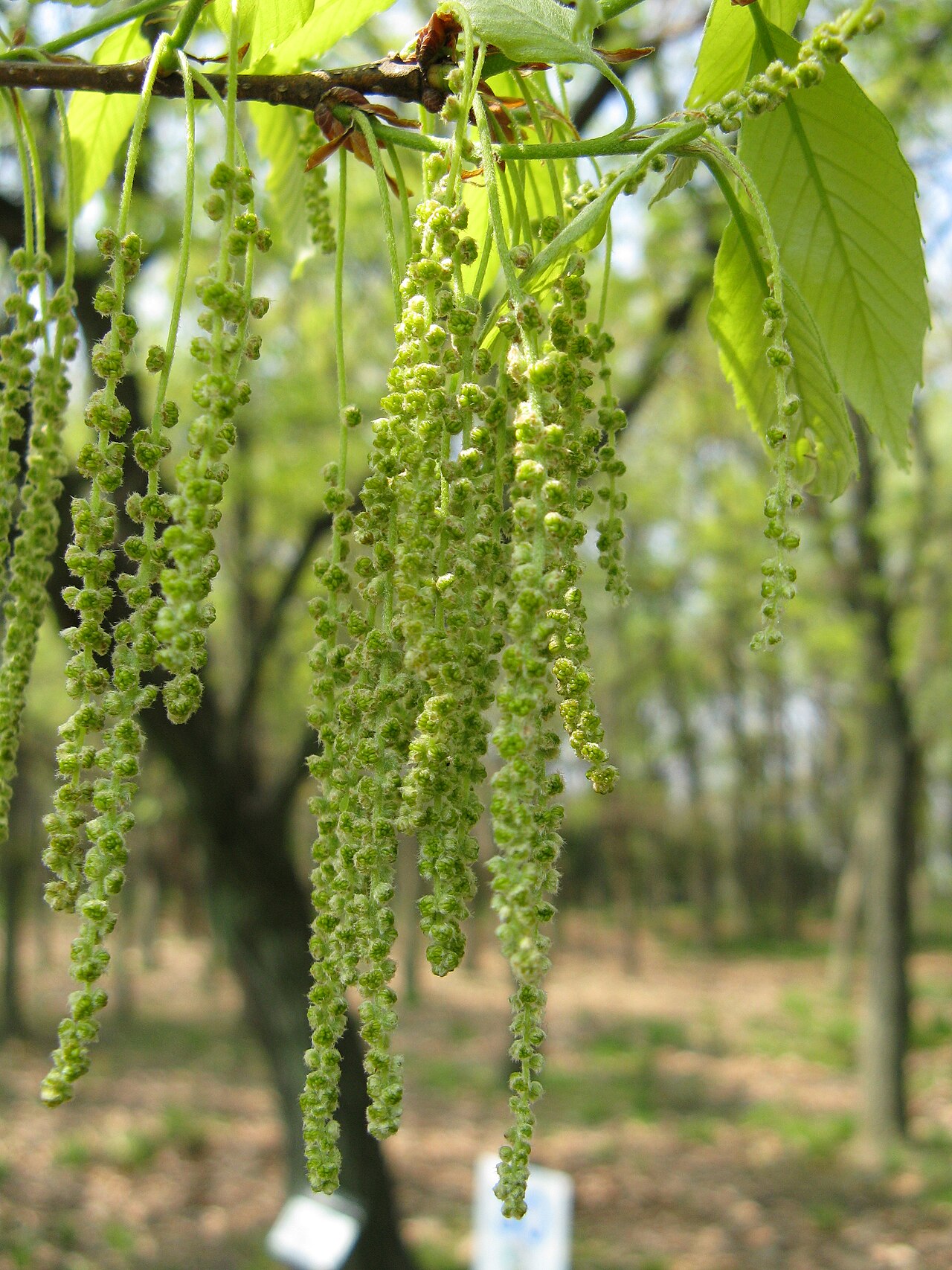 Quercus serrata, Konara oak — spreading deciduous (Fagaceae) (image 4 of 10)