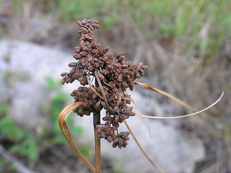 Scirpus cyperinus (Woolgrass) (alternate view 5)