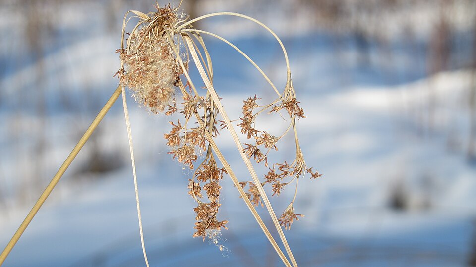 Scirpus cyperinus (Woolgrass) (alternate view 6)