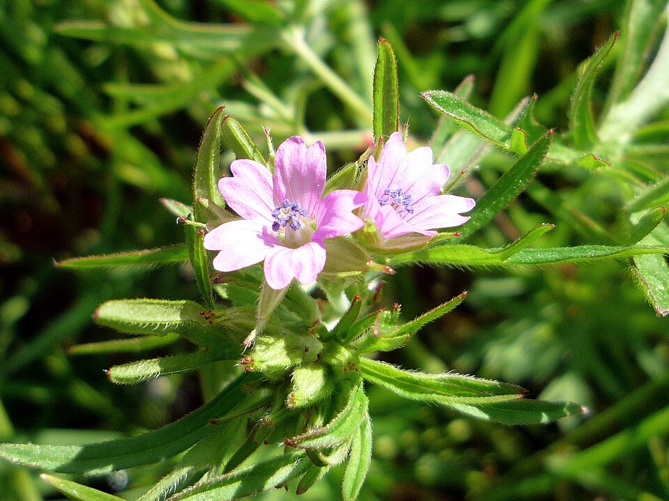 Geranium dissectum (Cut-leaved crane's-bill)