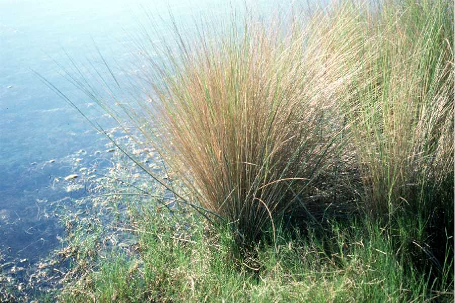 Spartina bakeri (Sand Cordgrass)