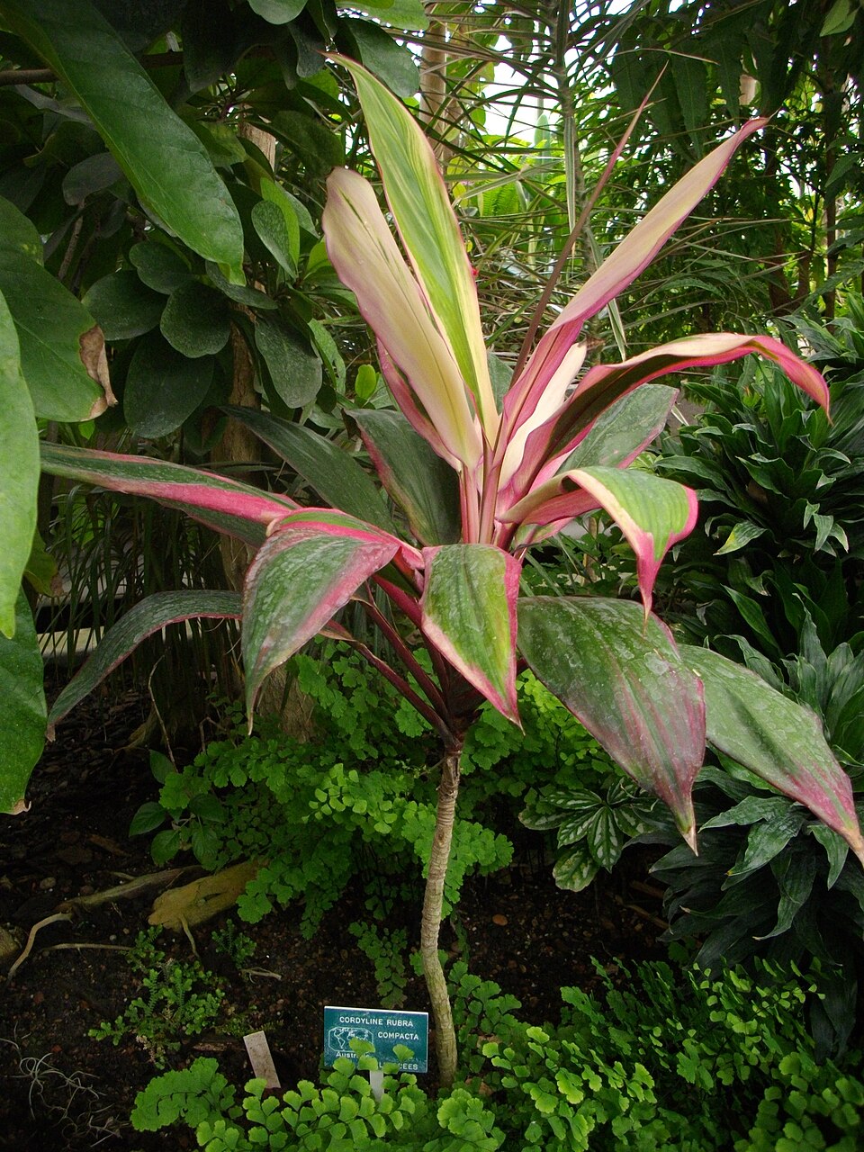 Cordyline rubra (red-fruited palm lily) (alternate view 7)