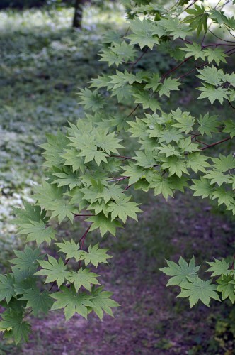 Acer sieboldianum (Siebold Maple) (alternate view 7)