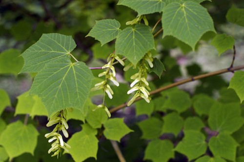 Acer tegmentosum (Manchurian Striped Maple)