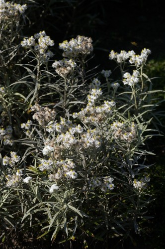 Anaphalis triplinervis (Triple-Veined Pearly Everlasting) (alternate view 7)
