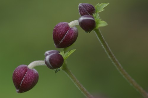 Anemone x hybrida (Japanese anemone) (alternate view 2)