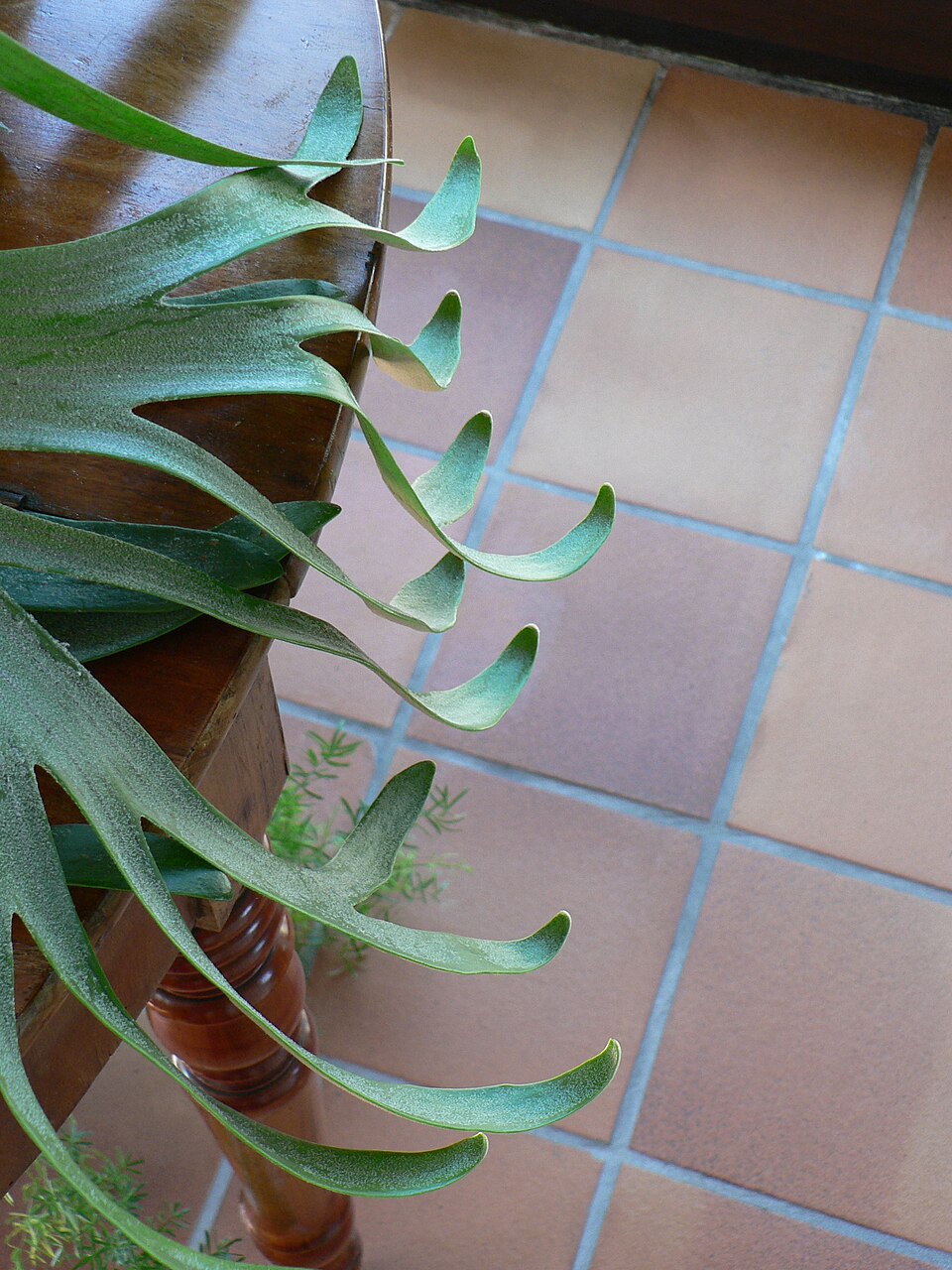 Platycerium bifurcatum (Staghorn Fern) (alternate view 3)