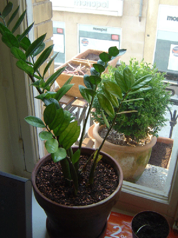 Zamioculcas zamiifolia (ZZ Plant) (alternate view 4)