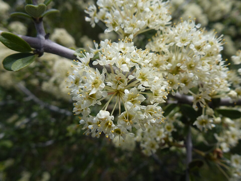 Ceanothus cuneatus (Buckbrush) (alternate view 9)