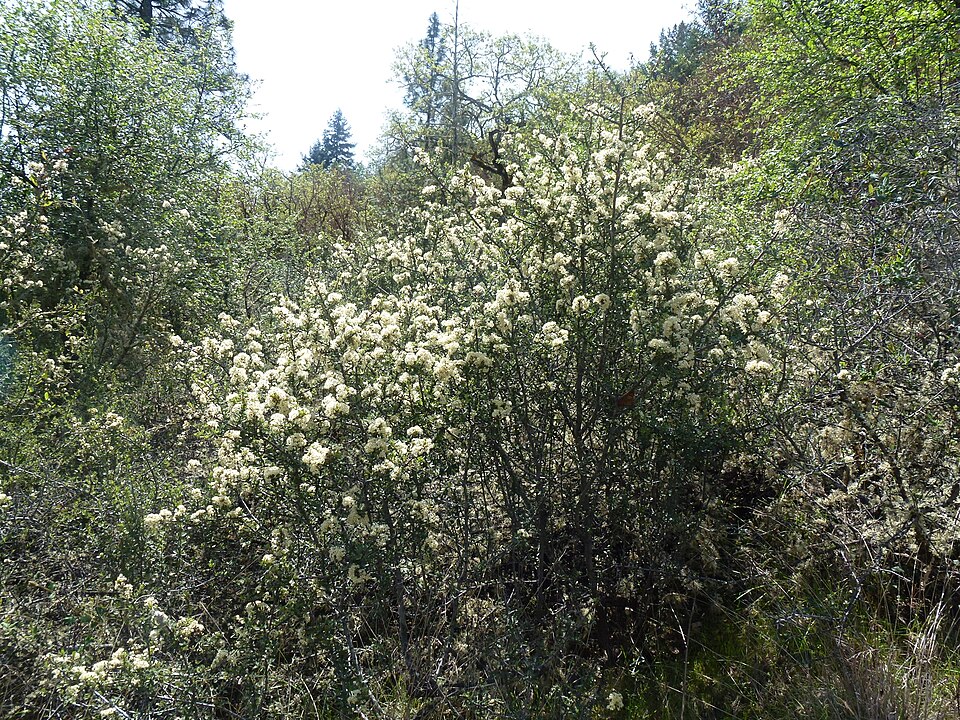Ceanothus cuneatus (Buckbrush) (alternate view 10)