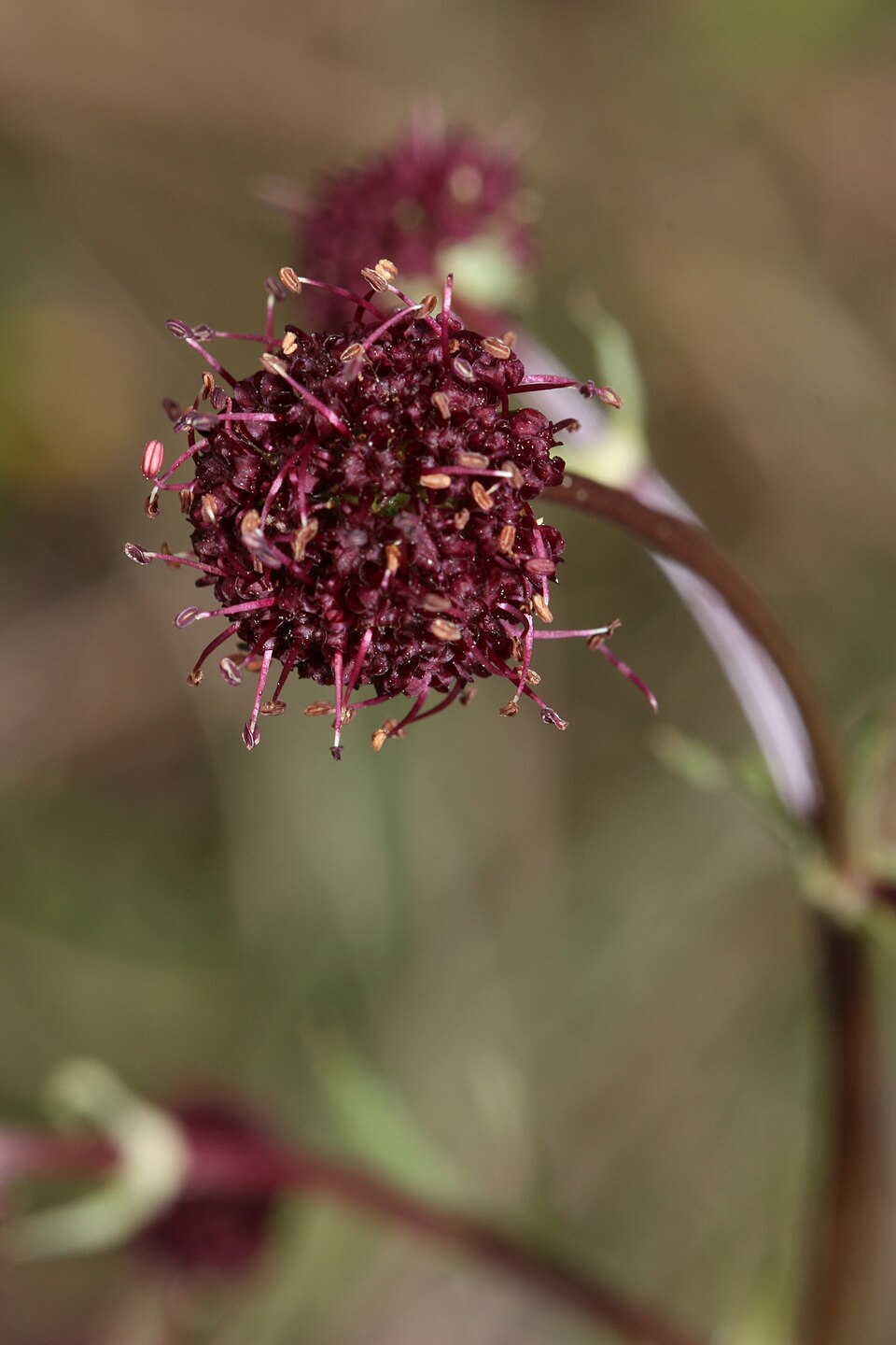 Sanicula bipinnatifida (Purple Sanicle) (alternate view 3)