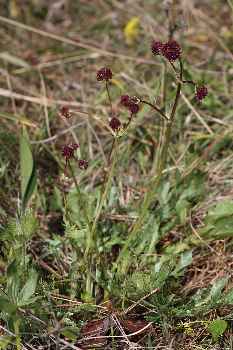 Sanicula bipinnatifida (Purple Sanicle) (alternate view 4)