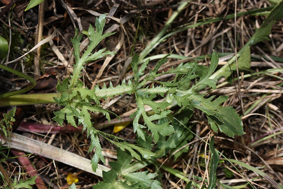 Sanicula bipinnatifida (Purple Sanicle) (alternate view 5)