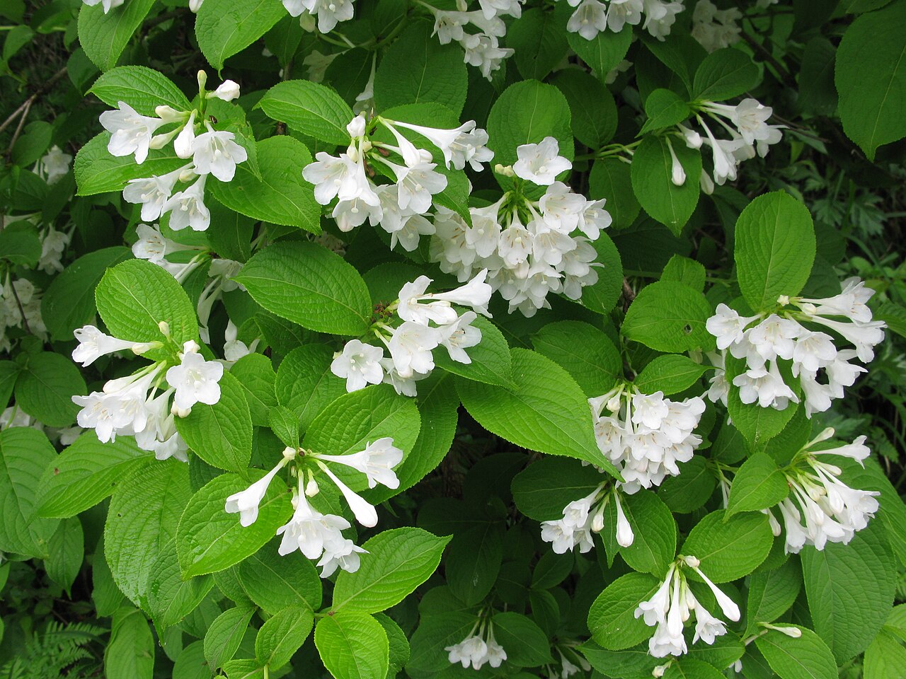 Weigela hortensis, Japanese weigela — upright deciduous (Caprifoliaceae) (image 9 of 10)