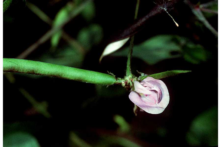 Strophostyles helvola (trailing fuzzy-bean) (alternate view 6)