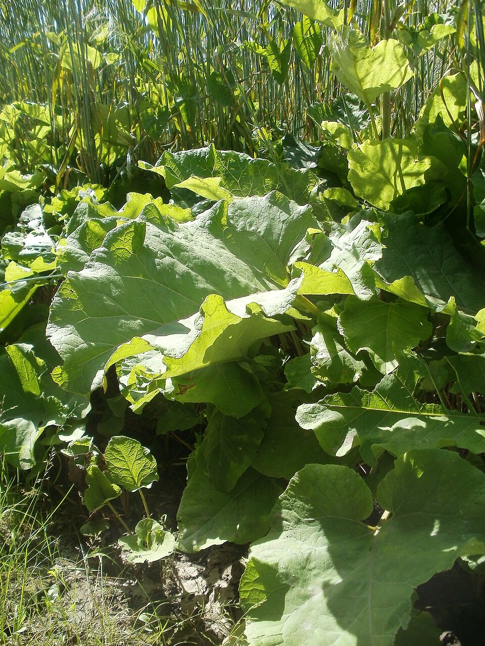 Arctium lappa (greater burdock)