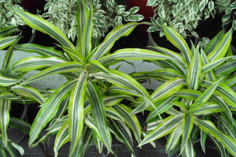 Dracaena fragrans (Corn Plant) (alternate view 14)
