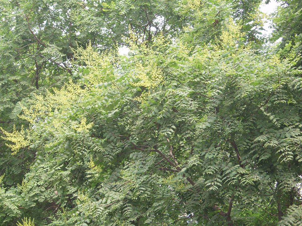 Koelreuteria paniculata (goldenrain tree) (alternate view 7)