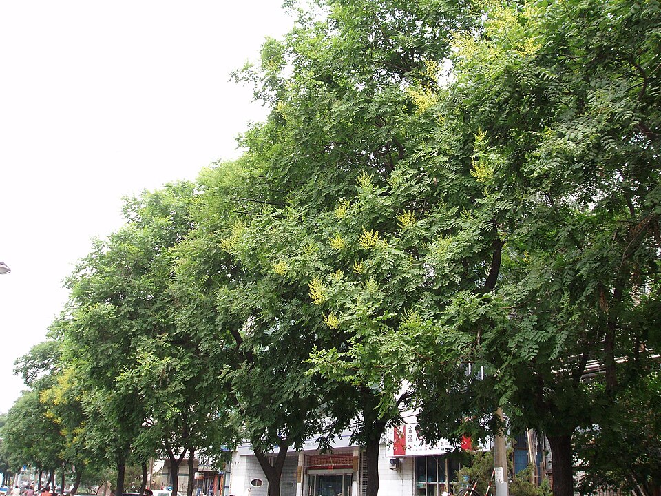 Koelreuteria paniculata (goldenrain tree) (alternate view 8)