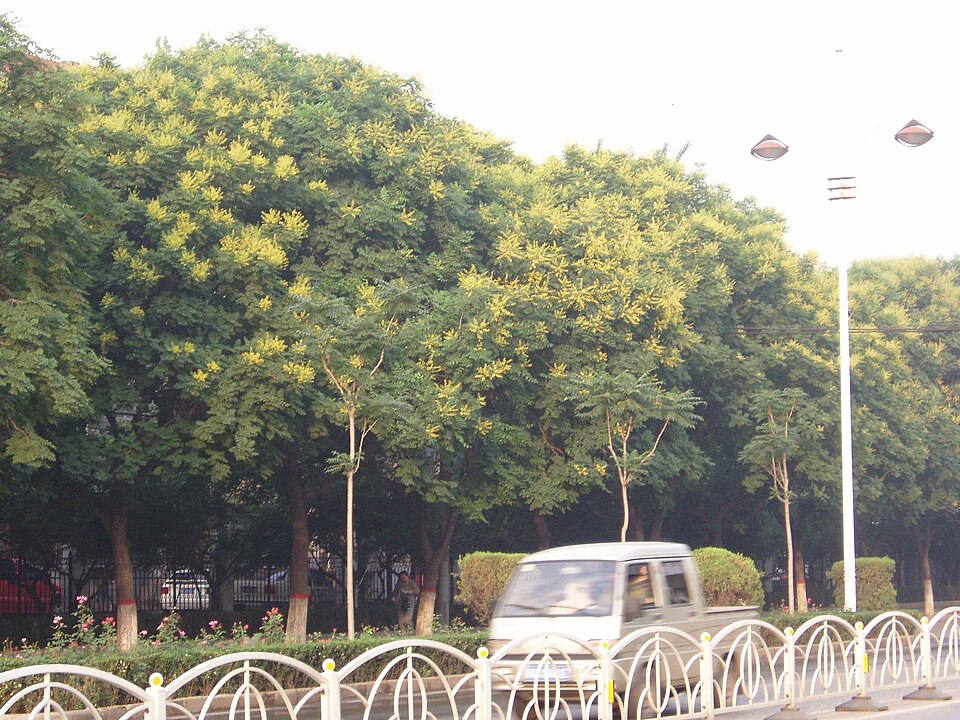 Koelreuteria paniculata (goldenrain tree) (alternate view 9)