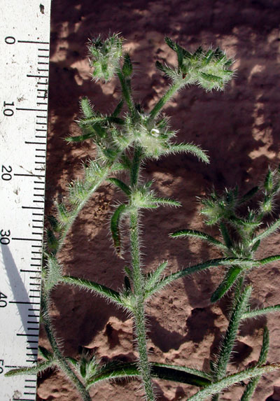 Johnstonella angustifolia (narrow-leaved cryptantha) (alternate view 6)