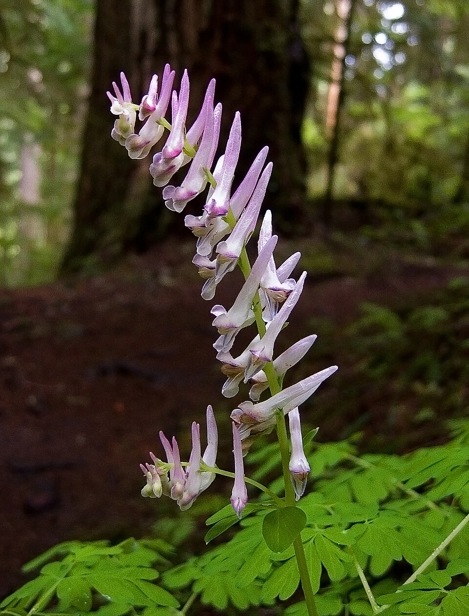 Corydalis scouleri (Scouler's fumewort) (alternate view 6)