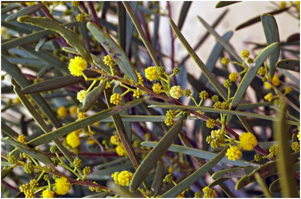 Acacia ligulata (Dune Wattle) (alternate view 6)