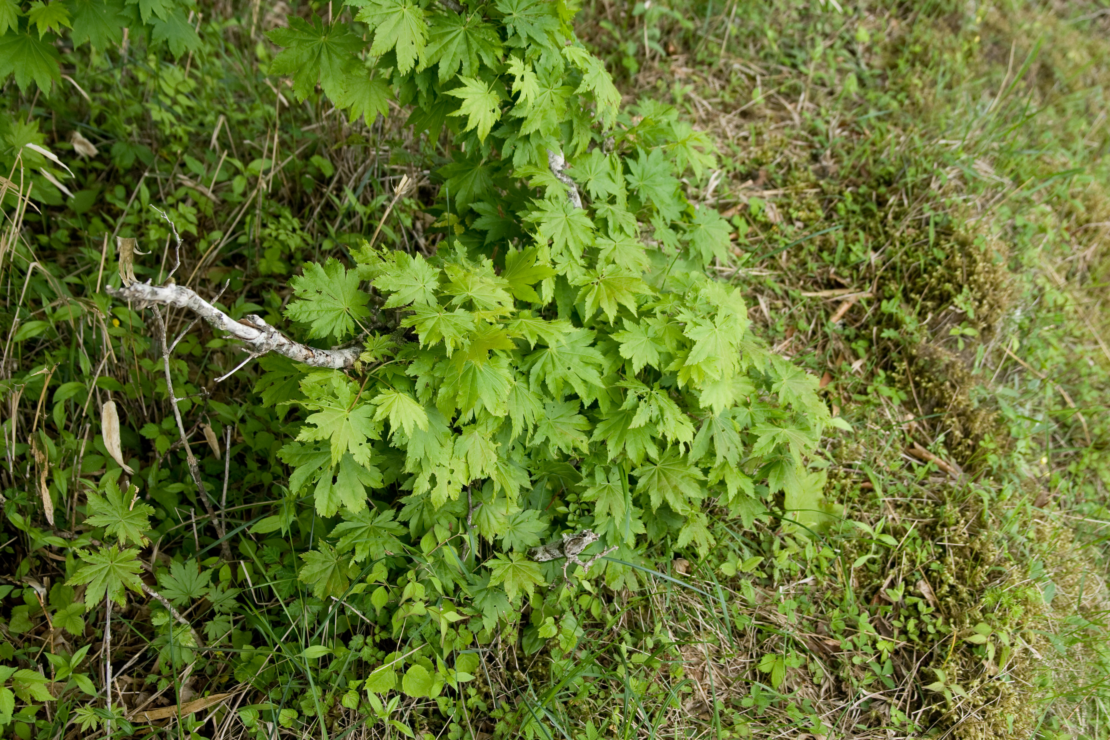 Acer japonicum, Fullmoon maple — spreading deciduous (Sapindaceae) (image 3 of 5)