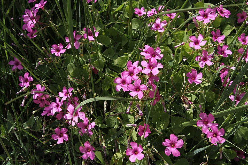 Oxalis articulata (pink-sorrel)