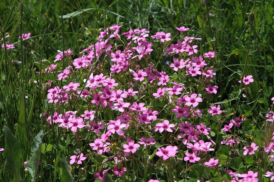 Oxalis articulata (pink-sorrel)