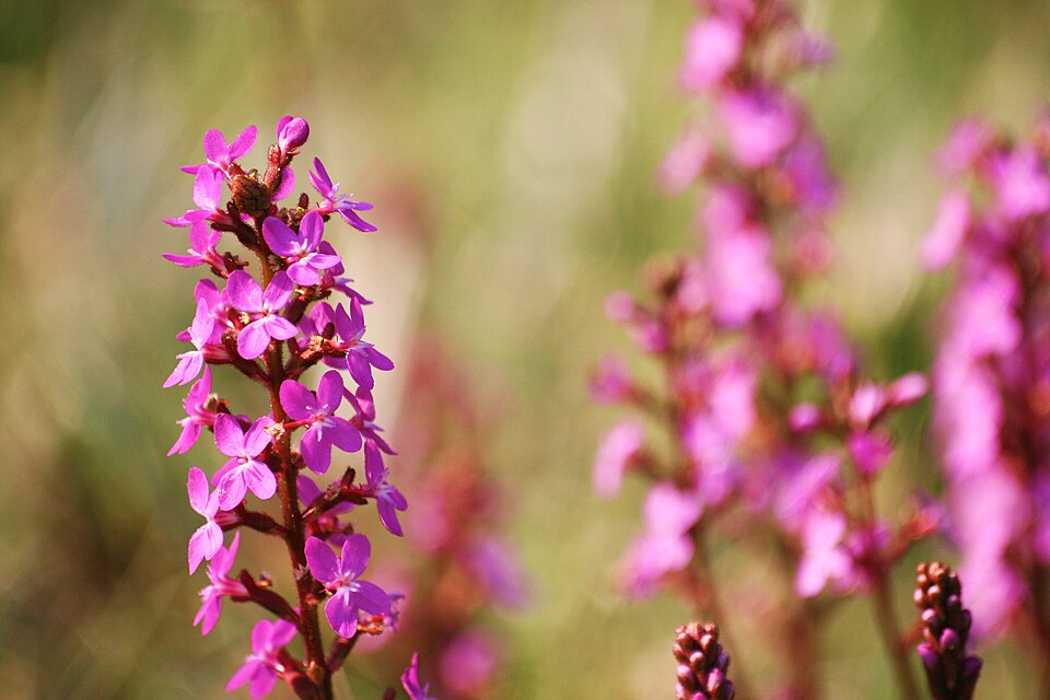 Stylidium graminifolium (Grass Triggerplant)