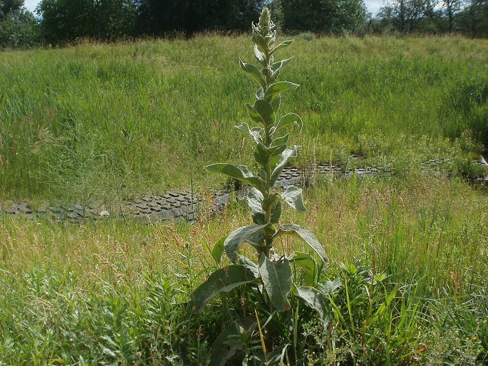 Verbascum thapsus (common mullein) (alternate view 7)