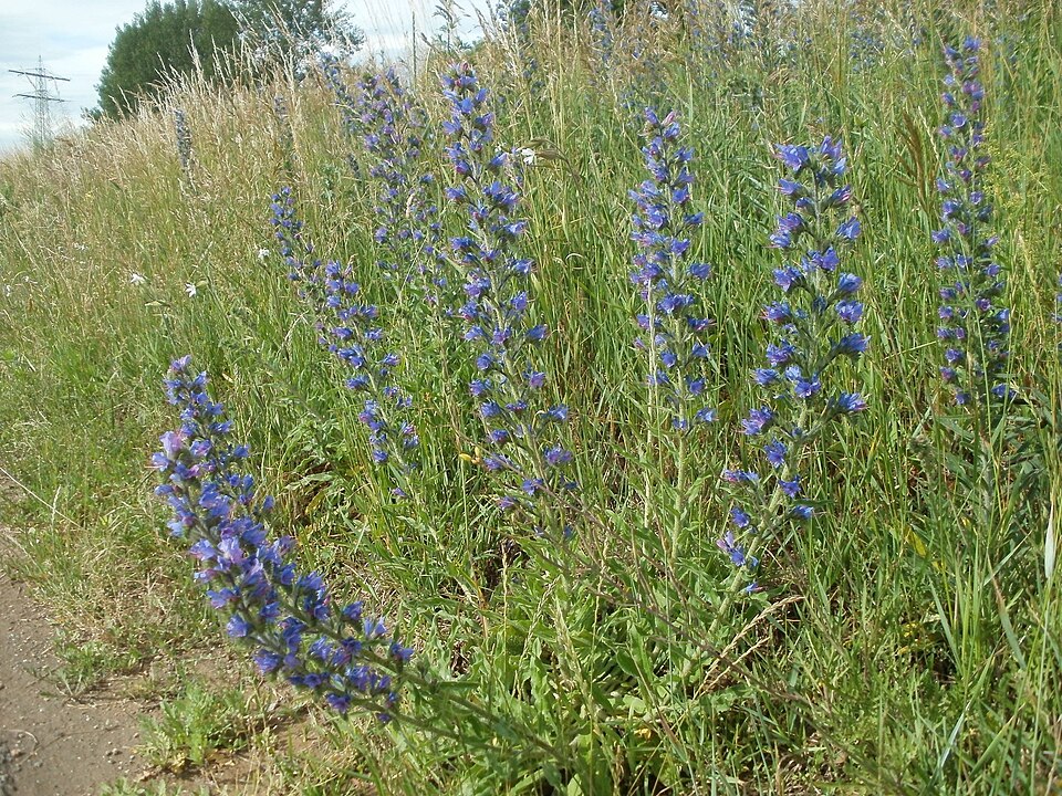 Echium vulgare (blueweed)