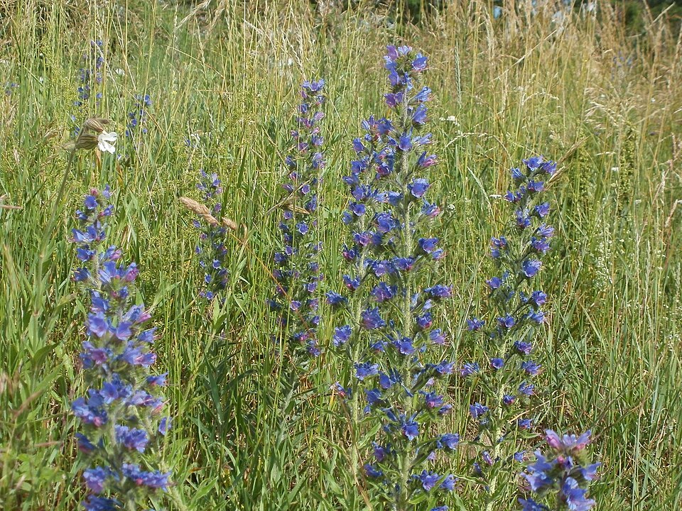 Echium vulgare (blueweed)