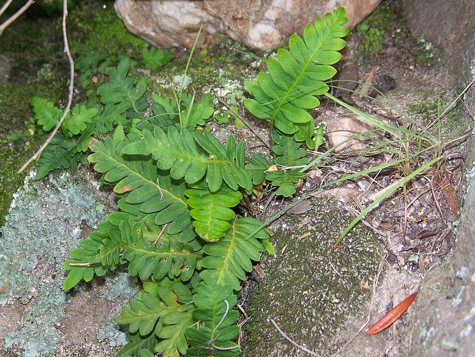 Pleopeltis