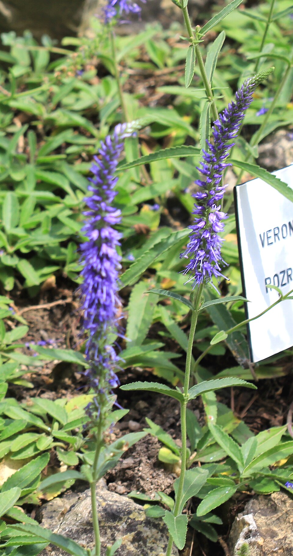 Veronica spicata (veronica, speedwell) (alternate view 15)