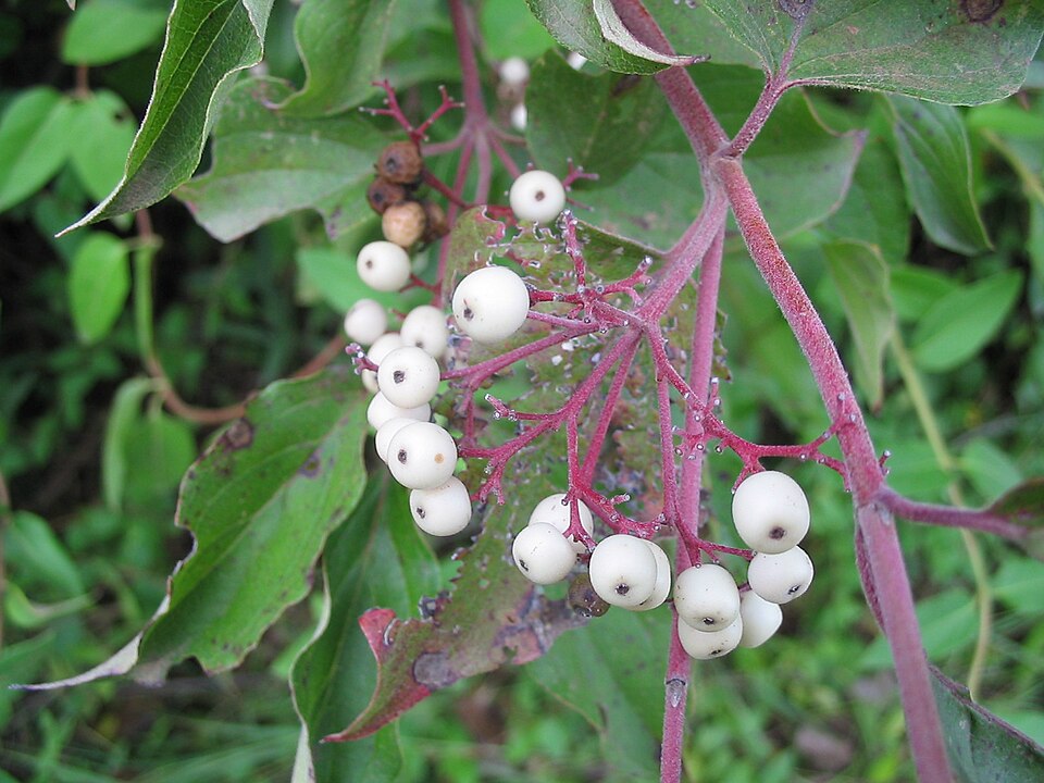 Cornus racemosa (Grey Twig Dogwood) (alternate view 7)