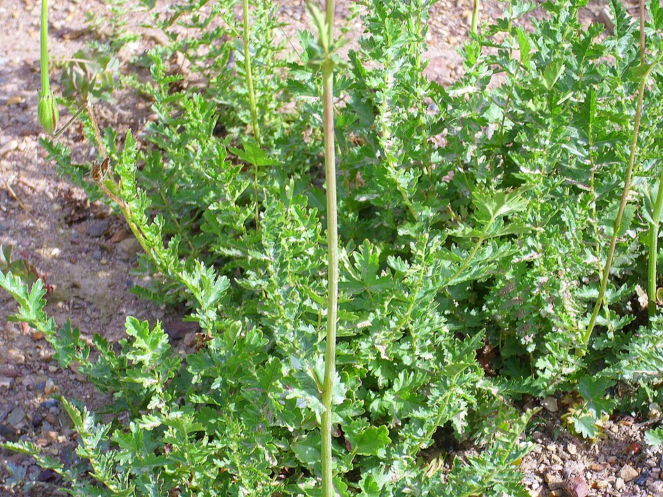 Filipendula vulgaris (Dropwort)
